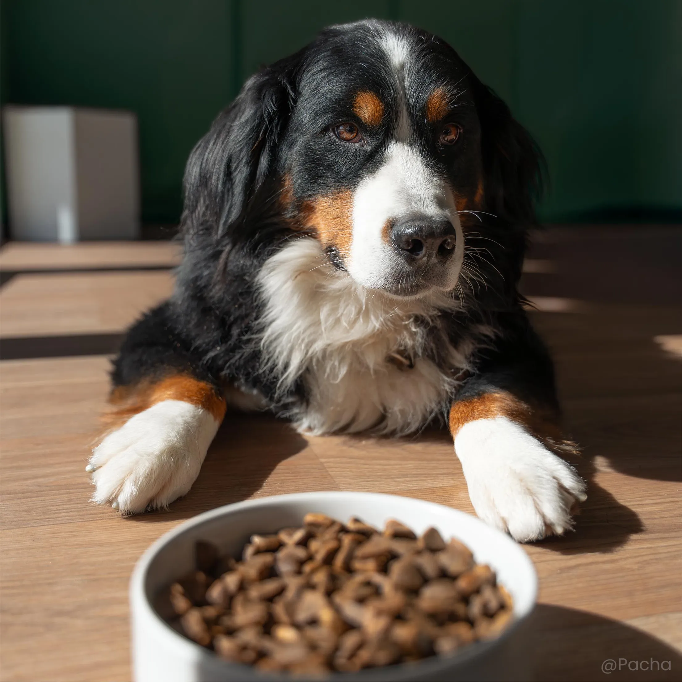 croquettes sans céréales pour chien stérilisé croquettes sans céréales pour chien stérilisé
